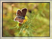 Kwiaty, Motyl, Owad