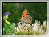 Kwiaty, Motyl, Przestrojnik