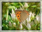 Kwiaty, Motyl, Przestrojnik