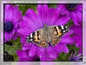 Kwiaty, Motyl, Purpurowe