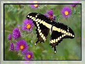 Kwiaty, Motyl, Purpurowe