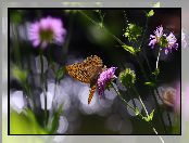 Lato, Kwiaty, Bokeh, Motyl