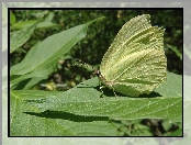 Motyl, Liść, Owad, Latolistek cytrynek