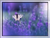Lawenda, Motyl, Kwiaty