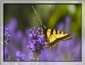 Motyl monarha, Lawenda wąskolistna