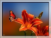 Liliowiec, Motyl, Pomarańczowa