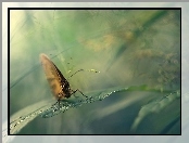 Motyl, Liść