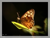 Motyl, Liść