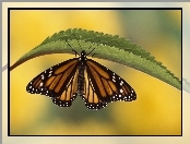 Motyl, Liść