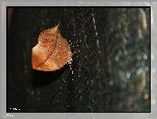 Motyl, Liść