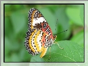Motyl, Liść