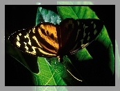 Motyl, Liść