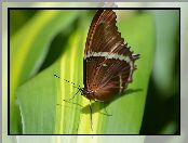 Liść, Motyl, Owad