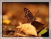 Liść, Motyl, Suchy