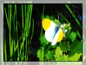 Motyl, Liście