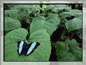 Liście, Motyl, Duże