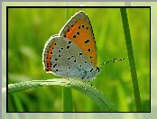 Liście, Motyl, Kwiaty
