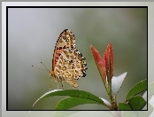 Liście, Motyl, Motylek