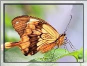Motyl, Listek