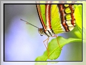Motyl, Listek