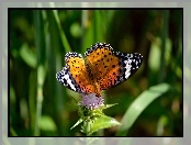 Listki, Motyl, Kwiatek