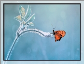 Listki, Motyl, Łodyga