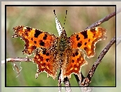 Makro, Gałązka, Rusałka, Motyl, Ceik