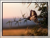 Makro, Motyl, Gałązka