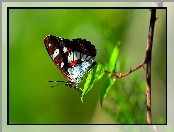 Makro, Motyl, Gałązka