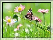 Motyl, Kwiatki, Krople, Makro, Rosy
