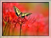 Makro, Motyl, Kwiat