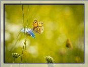 Makro, Motyl, Kwiat