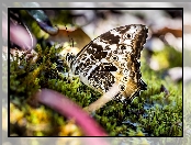 Makro, Motyl, Mech