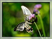 Makro, Motyl, Roślina
