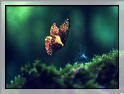 Makro, Motyl, Rośliny