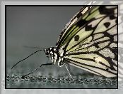 Makro, Motyl, Skrzydła
