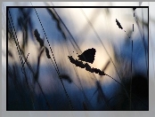 Makro, Motyl, Trawa