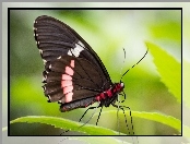 Motyl, Makro