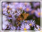 Motyl, Astry, Perłowiec Malinowiec, Owad