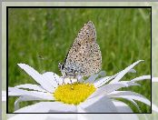 Margerytka, Motyl, Kwiat