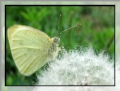 Mlecz, Motyl, Mniszek