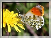 Mniszek, Motyl