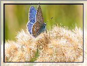 Motyl, Roślina, Niebieski, Modraszek ikar