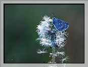 Motyl, Mniszek Pospolity, Modraszek, Dmuchawiec