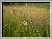 Motyl, Trawy, Modraszek, Źdźbła