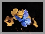 Motyl modraszek, Kwiatki, Niebieski, Żółte