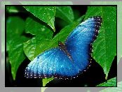 Motyl, Liście, Niebieski, Zielone