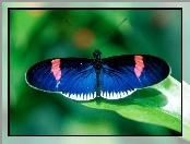 niebieski, Motyl