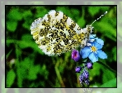 Motyl, Niezapominajka