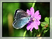 Łodyga, Motyl, Kwiatek